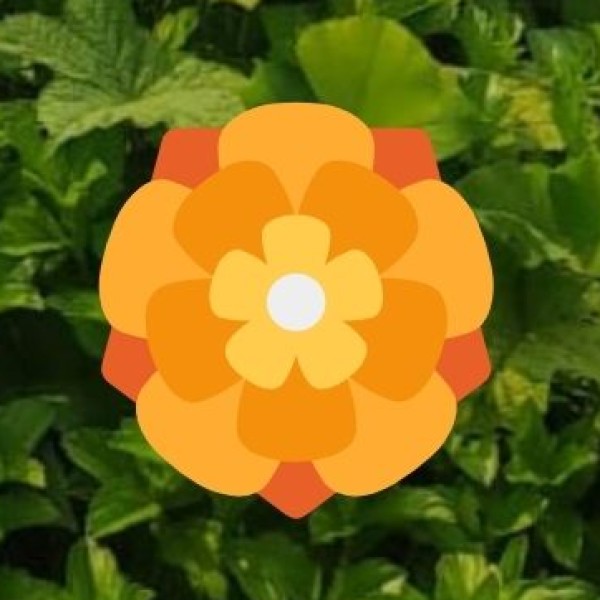 Transportation & Road Safety