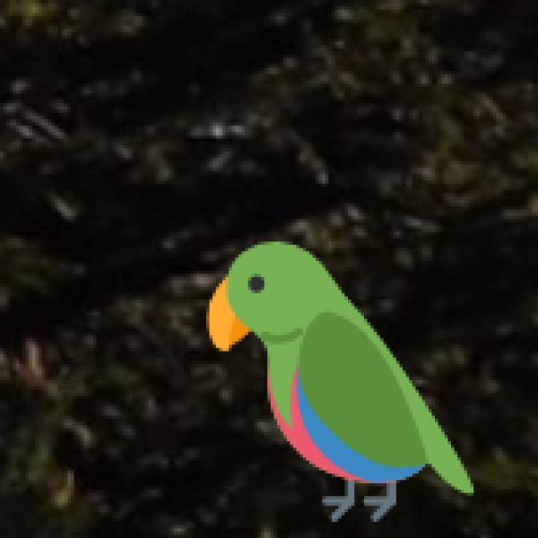 Birdwatching in Forest and Backwater Areas
