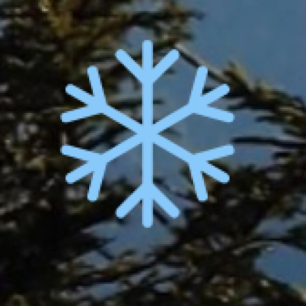 Go for a Jungle Walk in Kushmi Forest