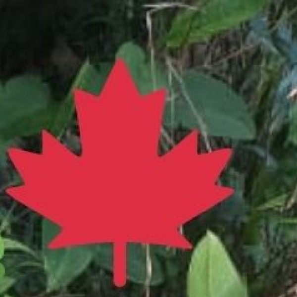 Budget & Money-Saving Tips