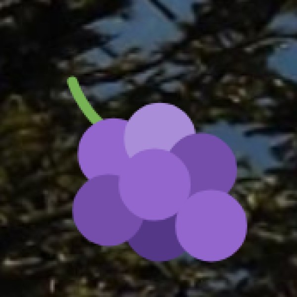 Budget & Money-Saving Tips