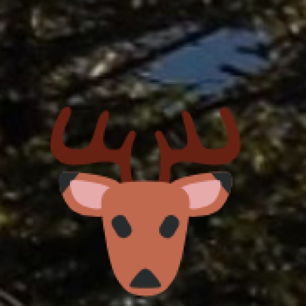 Wildlife Safari (Dachigam & Hemis National Park)