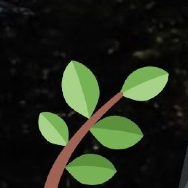 Medicinal Herbs & Plants in Arunachal