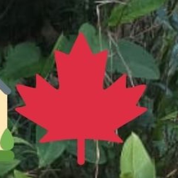 Integration with Medical Tourism