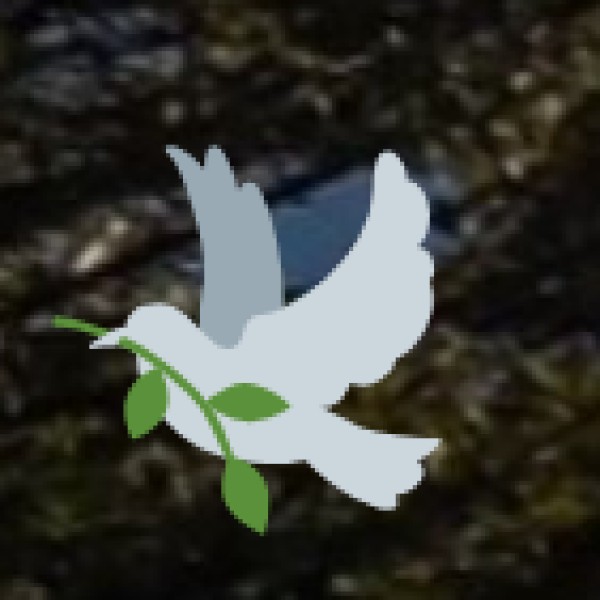 The Role of Auroville in Wellness Tourism: