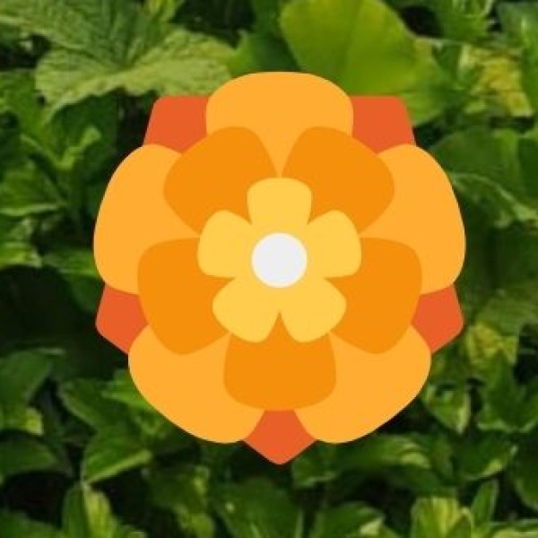 o Living Root Bridges: .Meghalaya Tourism