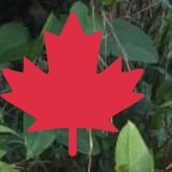 Academic Institutions and Research Opportunities: