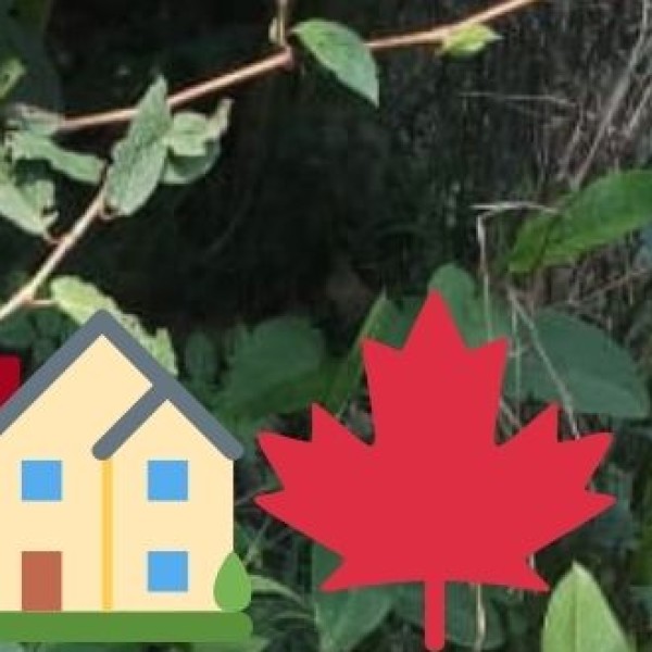 • Martin Luther Christian University (MLCU), Shillong: