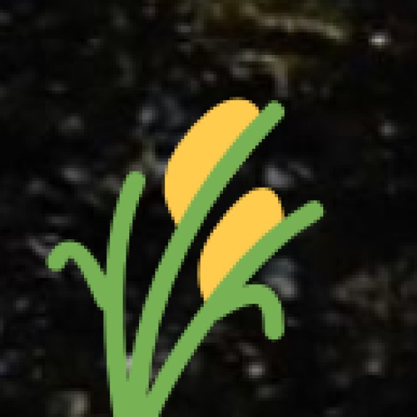 The Spice Trade’s Legacy in Modern Kerala