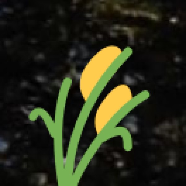 Spice Plantations in Meghalaya