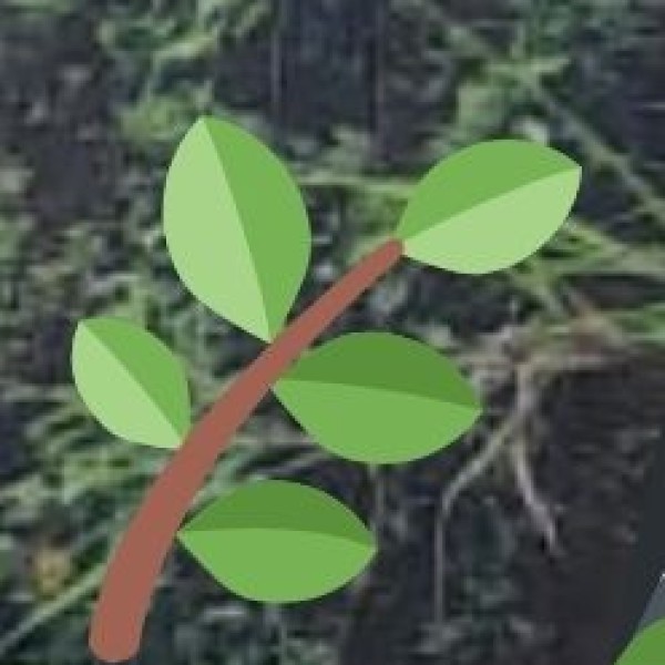 Ayurvedic & Health Benefits of Kerala’s Spices