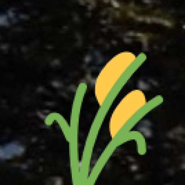 Spice Plantations in Karnataka