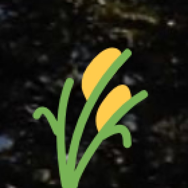 Commercial / Cash Crops: