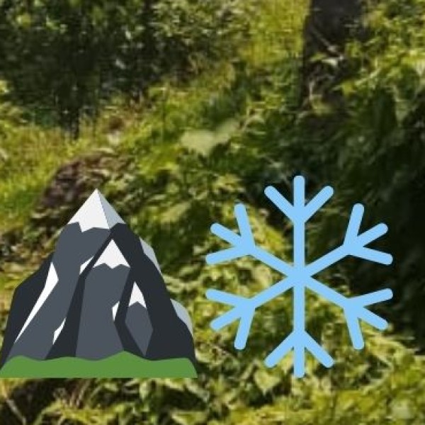 Exploring Assam’s tea gardens