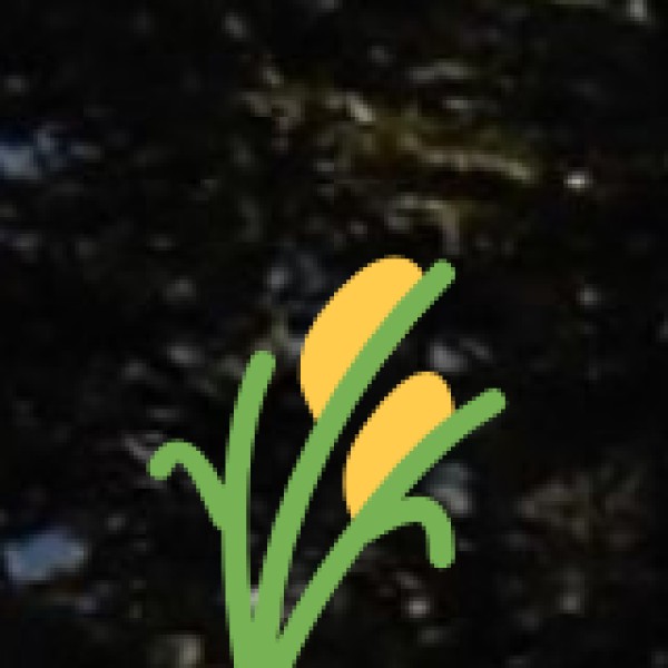 Major Crops of Madhya Pradesh