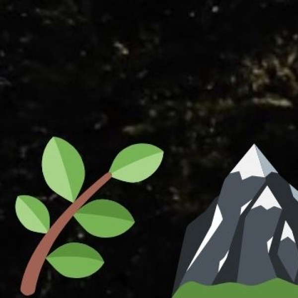 • Bay Leaf (Tejpatta):