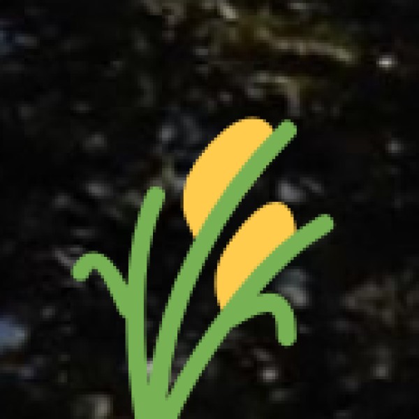 Popular Spices Grown in Goa: