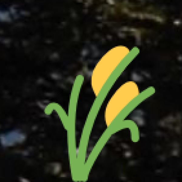 Spices in Pondicherry: