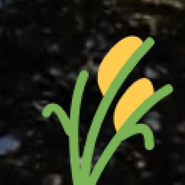 Major Crops Grown in Goa: • Rice (Paddy