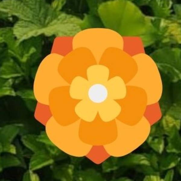 Shikara Ride at Sunset – A Fairytale Moment