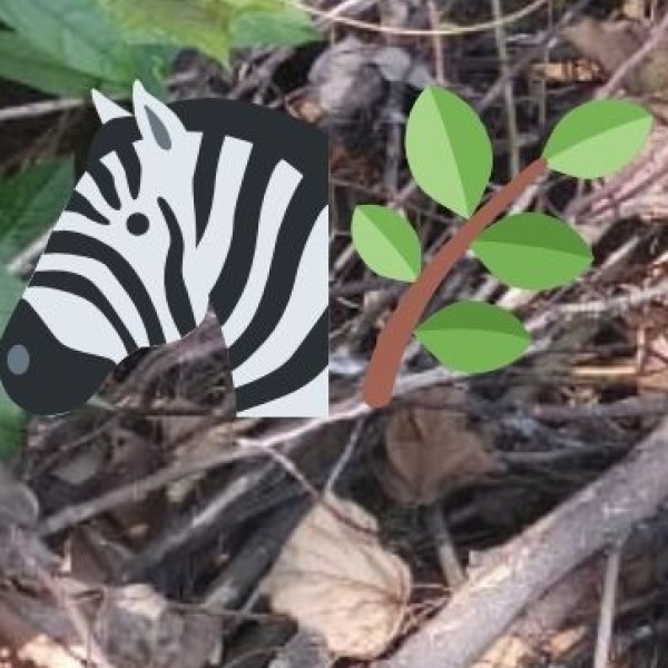 Environment and Wildlife