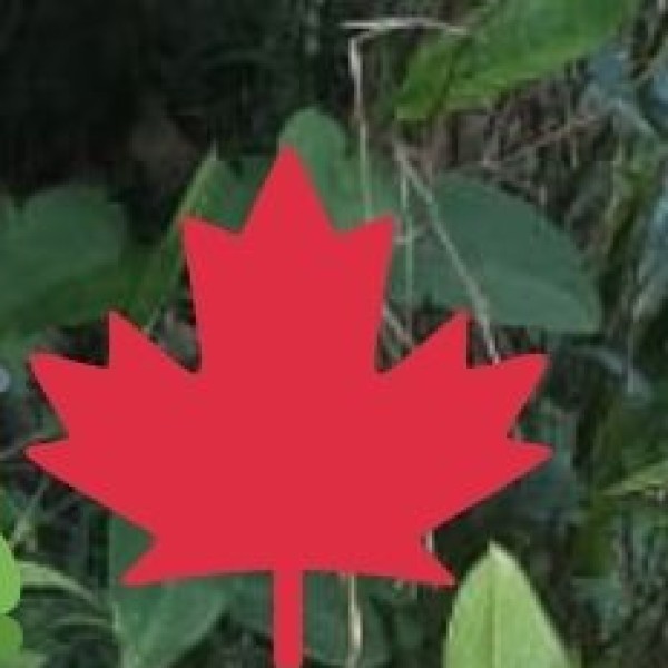  Lady Hydari Park: