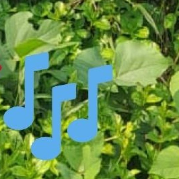 Carnatic Music