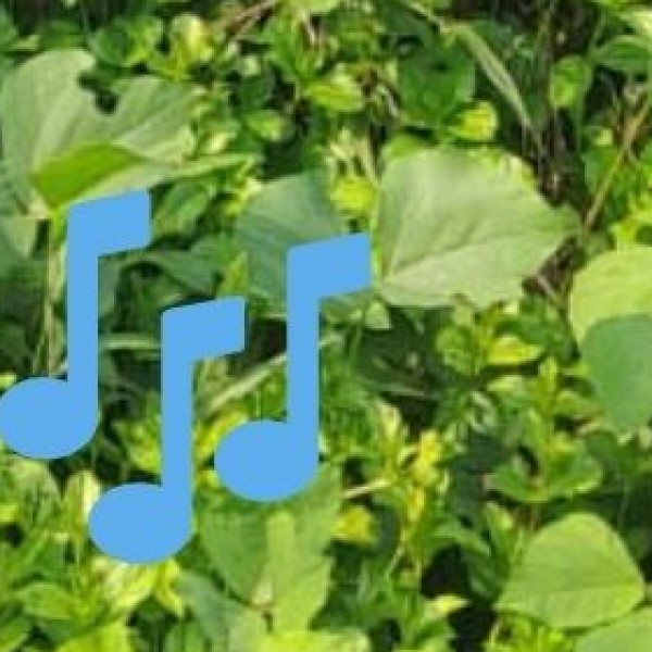 4. Unique Music & Dance Forms: