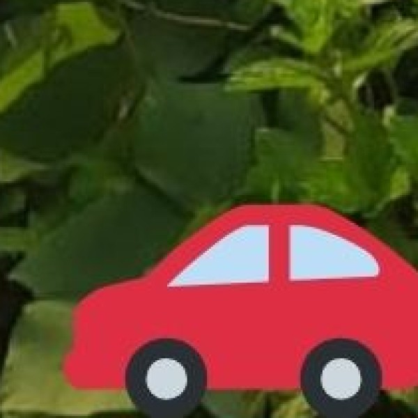 By Road (Bus & Car)