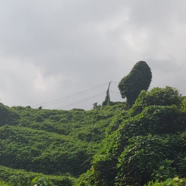 Must-Visit Temples in Goa