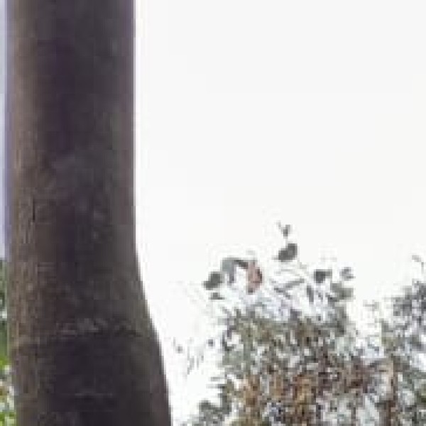Auroville & Spirituality