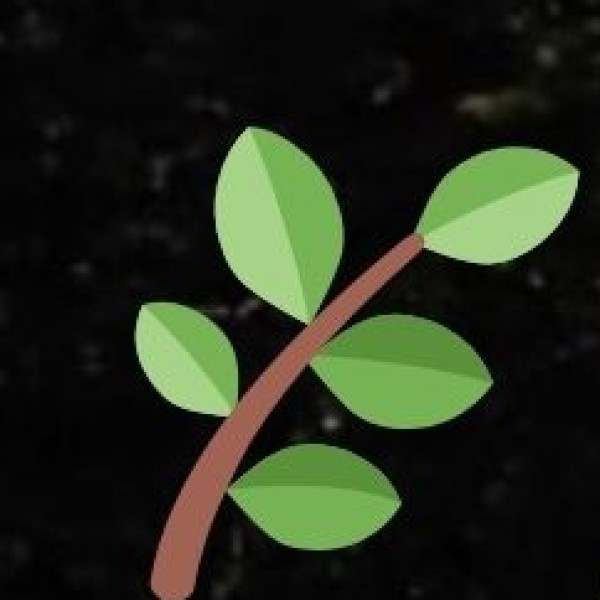 Popular Tea Varieties: