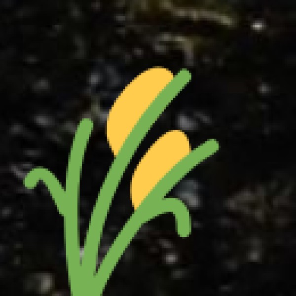 Kashmiri Dry Fruits – Almonds, Walnuts, & More