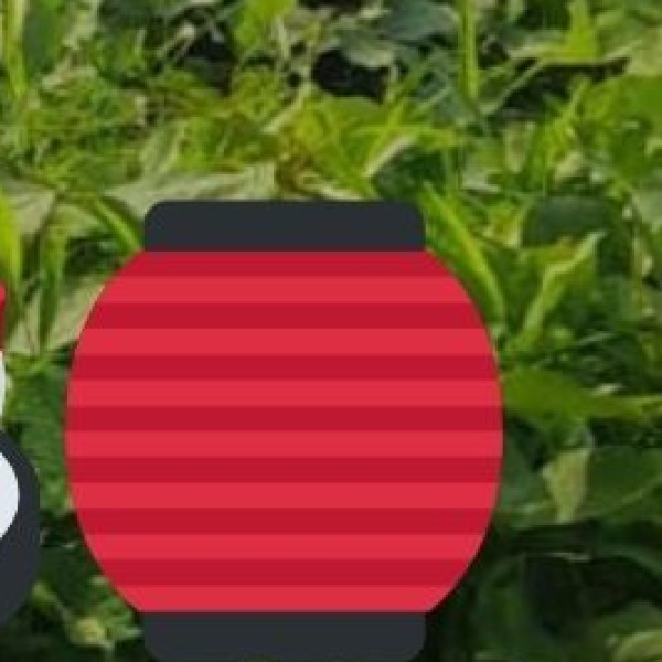 Kashmiri Willow Baskets & Cricket Bats