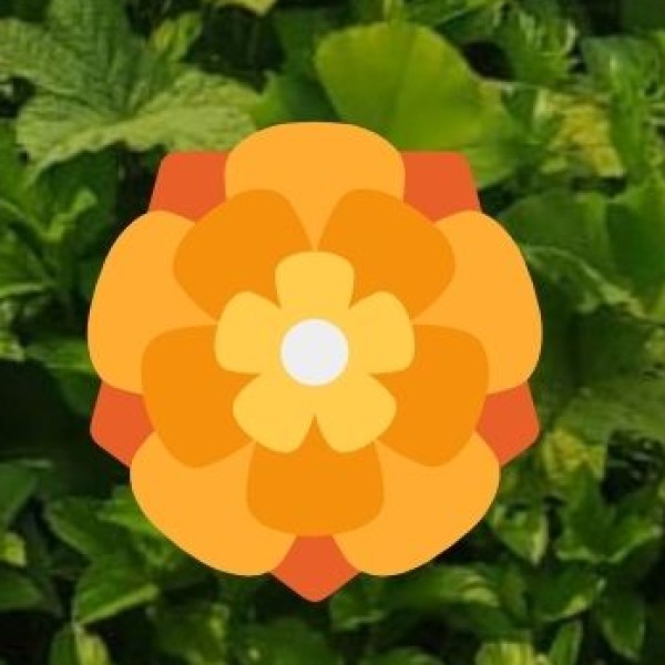 Kite Festival (Jodhpur/Jaipur) and Desert Festival (Jaisalmer)