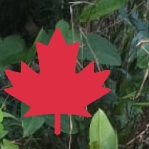 • Mawlynnong - Asia's Cleanest Village: