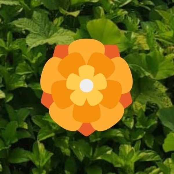 Manali Wildlife Sanctuary – The Green Haven of the Himalayas