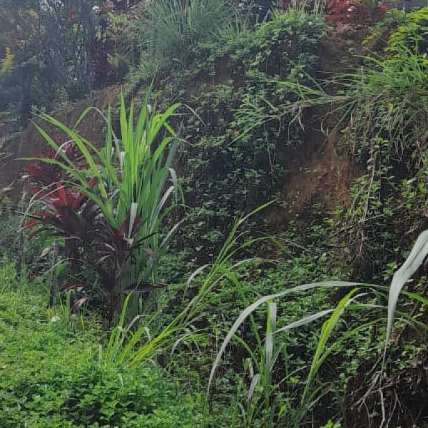 Why Visit Meghalaya for Wildlife & Nature?