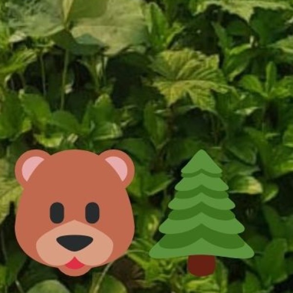 Best Time to Visit Wildlife Destinations in Telangana