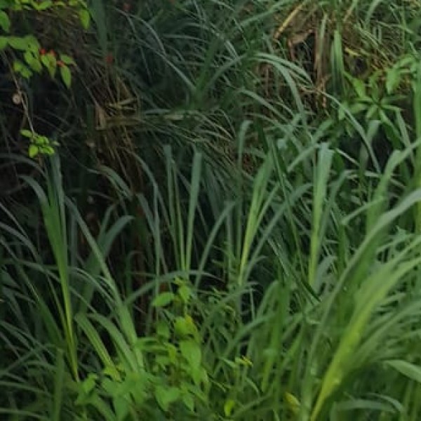 Wildlife and Rare Species