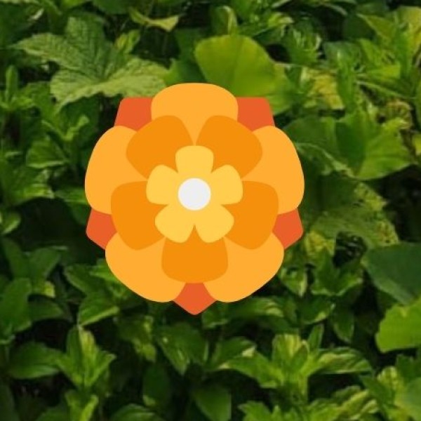 Red Fox – The Clever Survivor