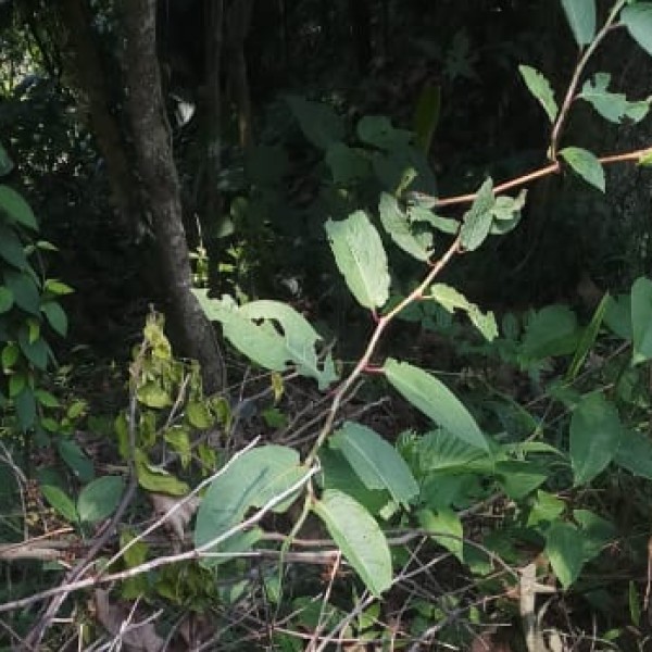 Wildlife & Nature in Andaman & Nicobar Islands