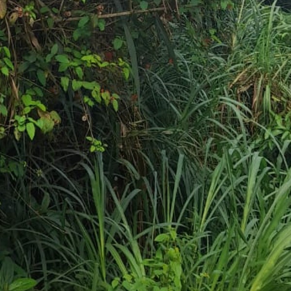 Wildlife & nature