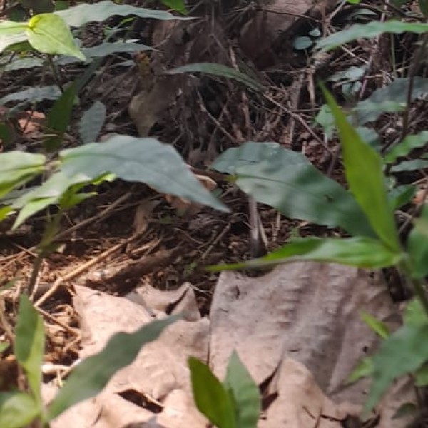 Wildlife Destinations in Meghalaya