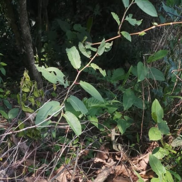 Nature & Wildlife Attractions in Goa