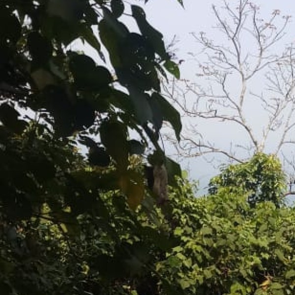Best Eco-Tourism Spots in Kerala